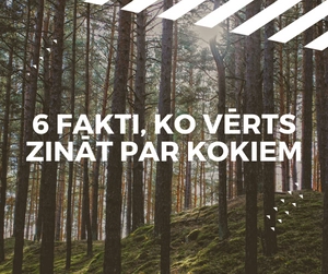 Fakti par kokiem | Trovent
