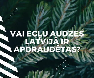 Egļu audzes | Trovent